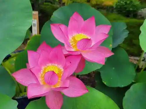 法金剛院の自然