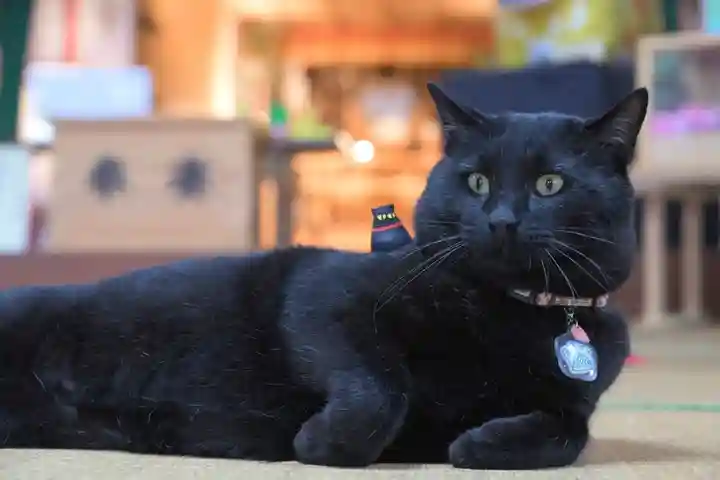 高司神社〜むすびの神の鎮まる社〜の動物