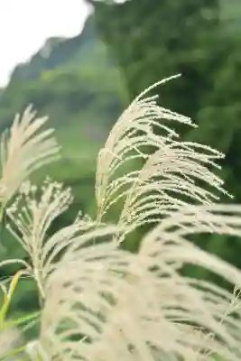 高龍神社(新潟県)