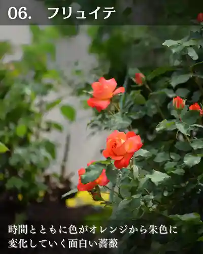 宝光寺(北海道)