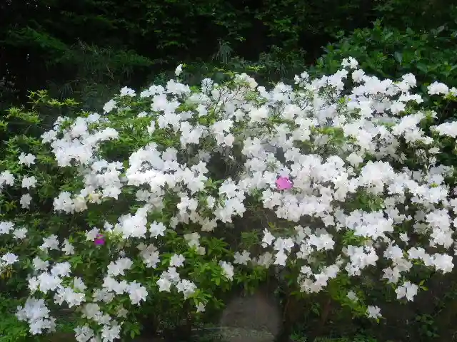 安國論寺(安国論寺)の自然