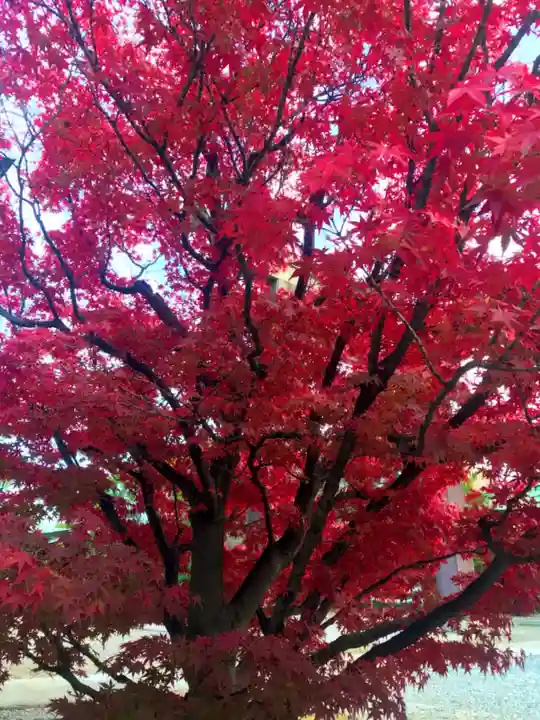 豊國神社の自然