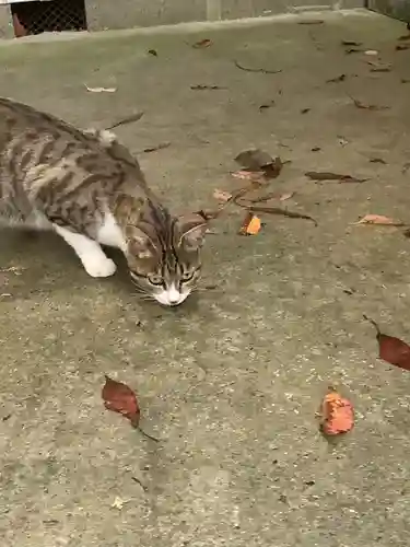 玉野御嶽神社の動物