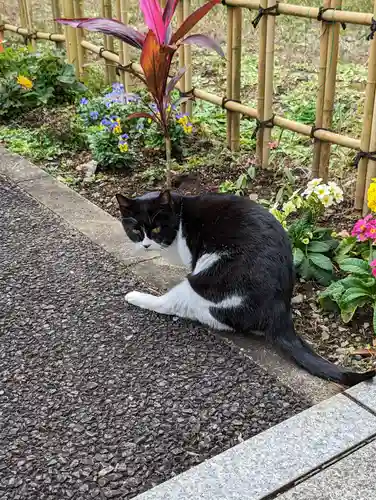 白金氷川神社の動物