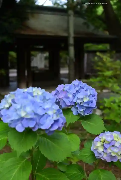 平塚八幡宮(神奈川県)