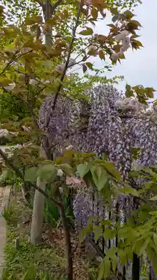 應神天皇惠我藻伏崗陵（誉田御廟山古墳）(大阪府)