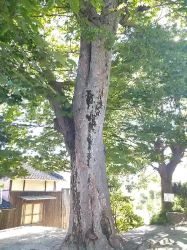 春日神社の自然