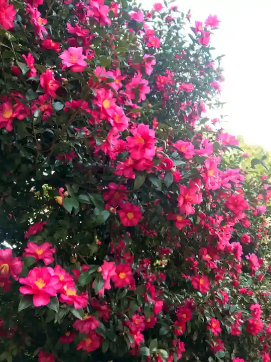 藤森神社の自然