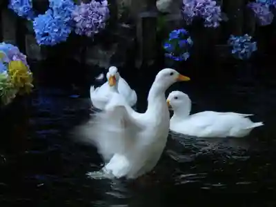 楽法寺(雨引観音)の動物