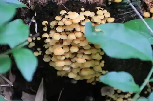 鹿島大神宮の自然