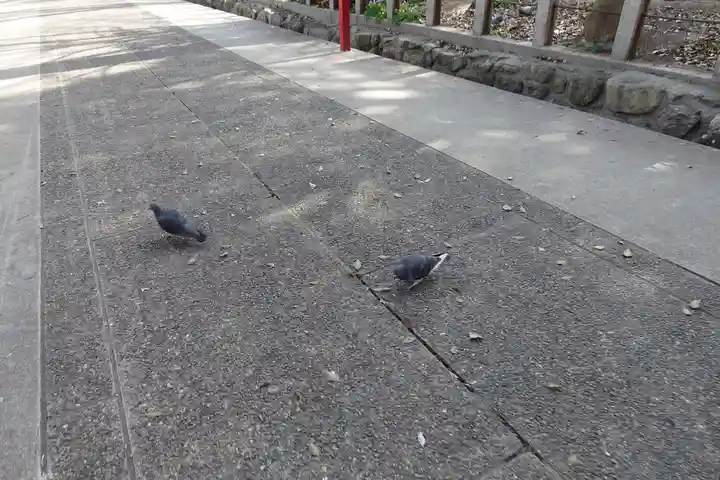 六甲八幡神社の動物