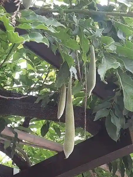 西方山極楽寺(岐阜県)