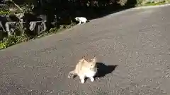 大山祇神社の動物