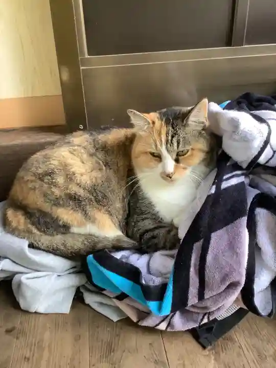 玉野御嶽神社の動物