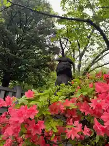 彌彦神社 (伊夜日子神社)の狛犬(2024年05月13日(月) 09時12分40秒投稿)