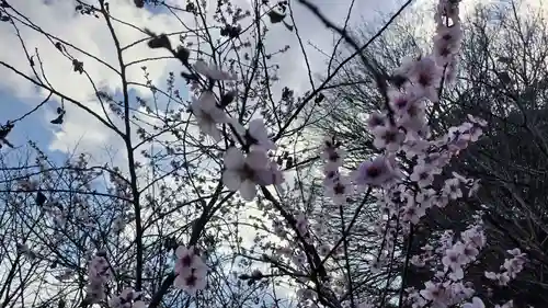 平野神社(京都府)