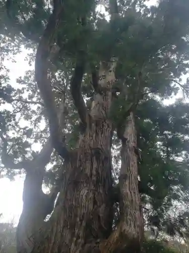 若狭姫神社（若狭彦神社下社）(福井県)