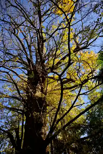 王子神社(東京都)
