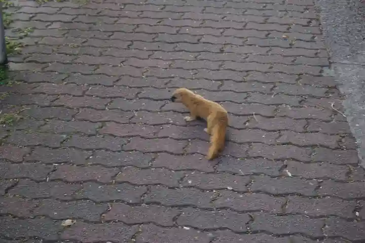 諏訪神社・諏訪山稲荷神社の動物