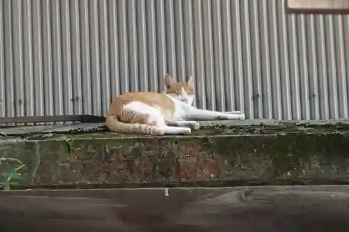 行願寺（革堂）の動物