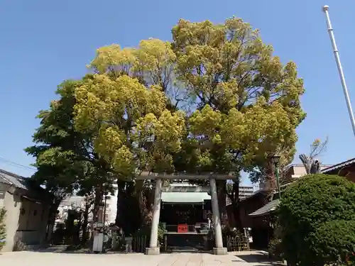 小村井 香取神社の自然