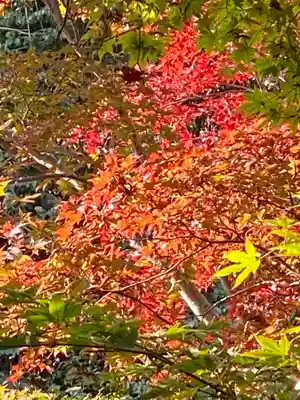 善法律寺の自然