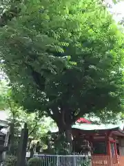 秋葉神社の自然