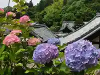 柳谷観音 楊谷寺の自然