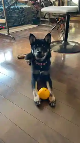 真言宗豊山派　赤城寺の動物