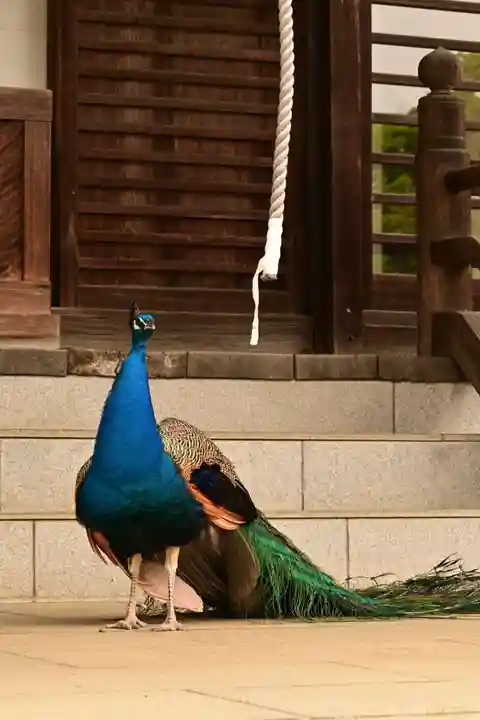 楽法寺(雨引観音)(茨城県)