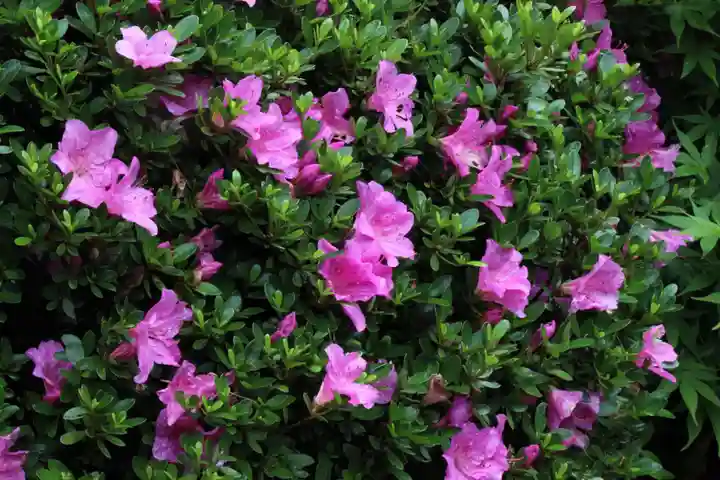 国宝 大法寺の自然