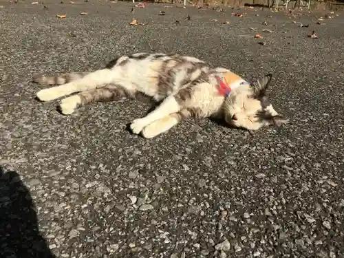 唐澤山神社の動物