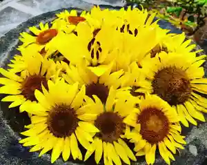 真言宗 善通寺派 薬王寺の手水舎(2022年07月11日(月) 22時27分06秒投稿)