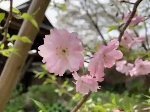 普門寺(切り絵御朱印発祥の寺)の自然