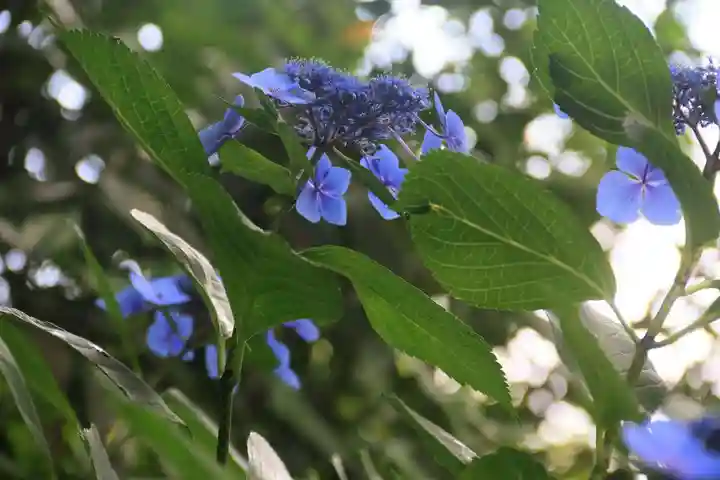 愛宕神社の庭園