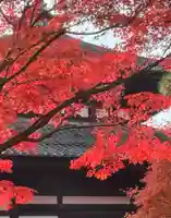 東福禅寺(東福寺)の自然