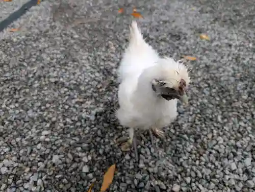 高屋敷稲荷神社(福島県)