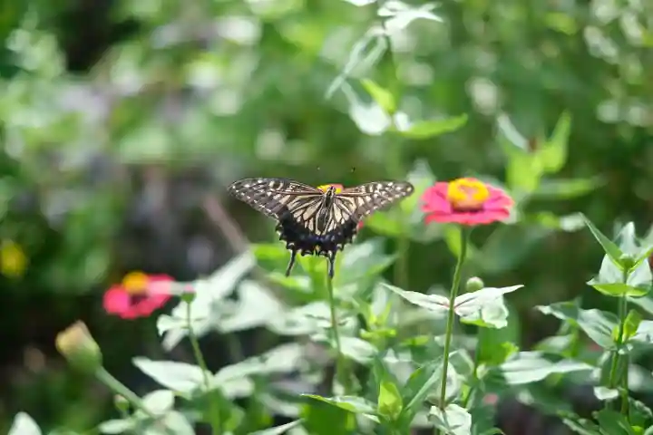熊野本宮大社の動物