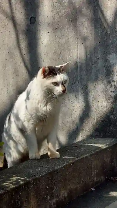 三嶋大社(静岡県)