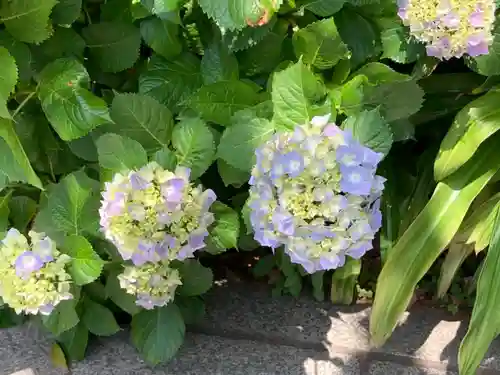 鳥越神社(東京都)