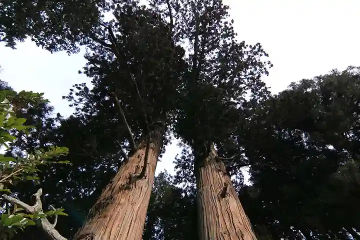 夏井諏訪神社の自然