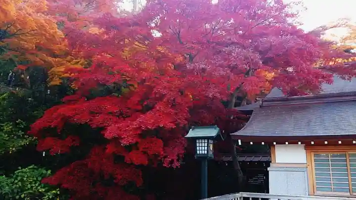 高幡不動尊 金剛寺の御朱印