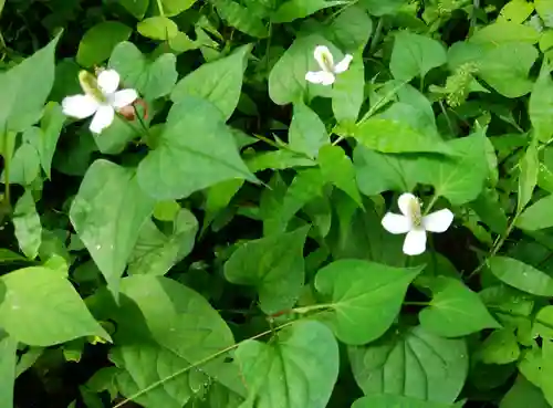 八幡神社松平東照宮(愛知県)