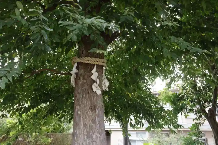 上平間八幡大神(神奈川県)