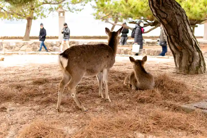 厳島神社(広島県)