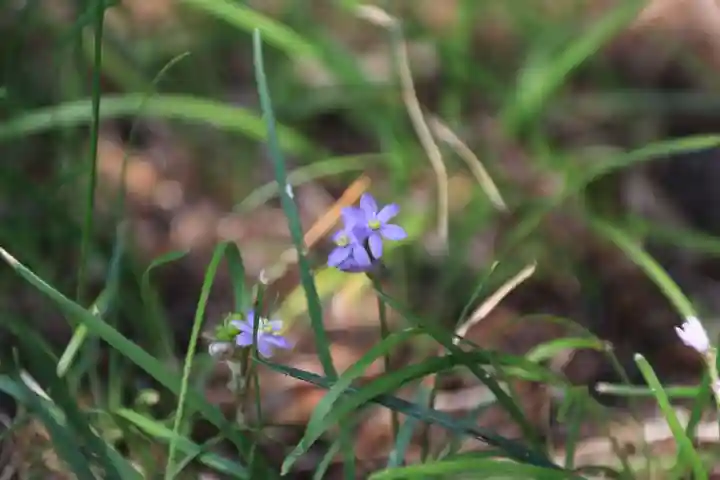 滑川神社 - 仕事と子どもの守り神の自然