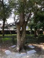 日和佐八幡神社の自然