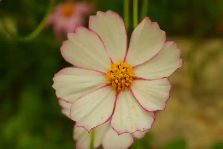 般若寺 ❁コスモス寺❁(奈良県)