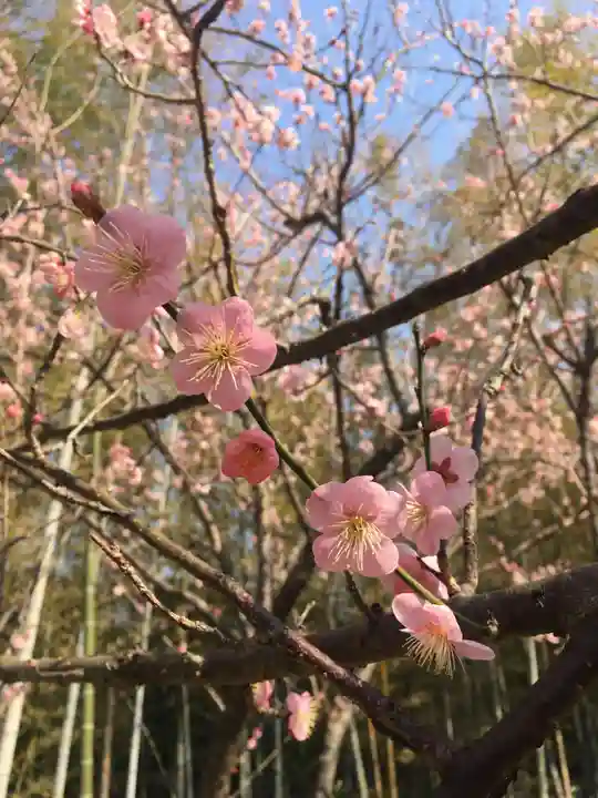 青岸渡寺の自然