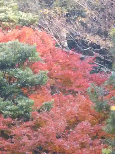 理智光寺跡（理智光寺址）＜史跡＞の自然
